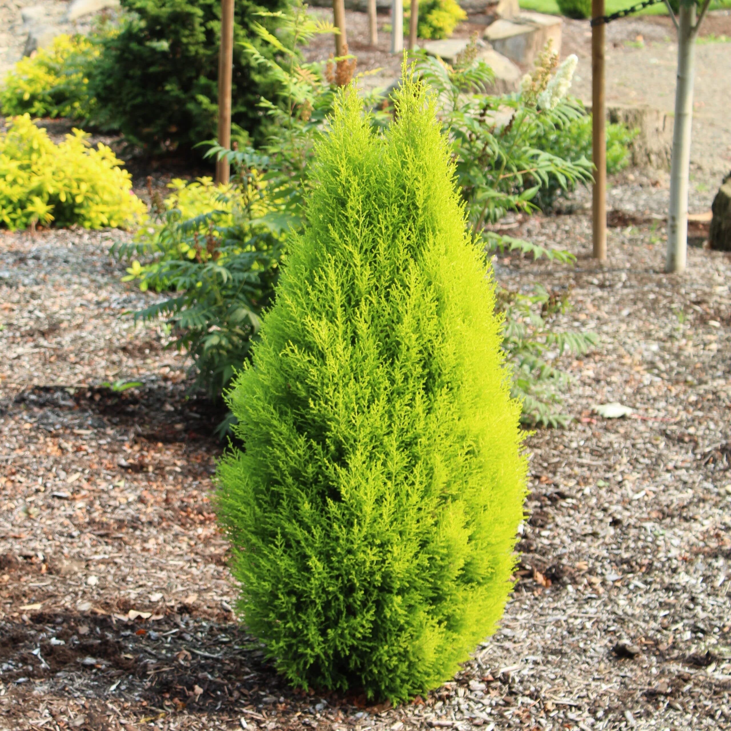 Golden Cypress