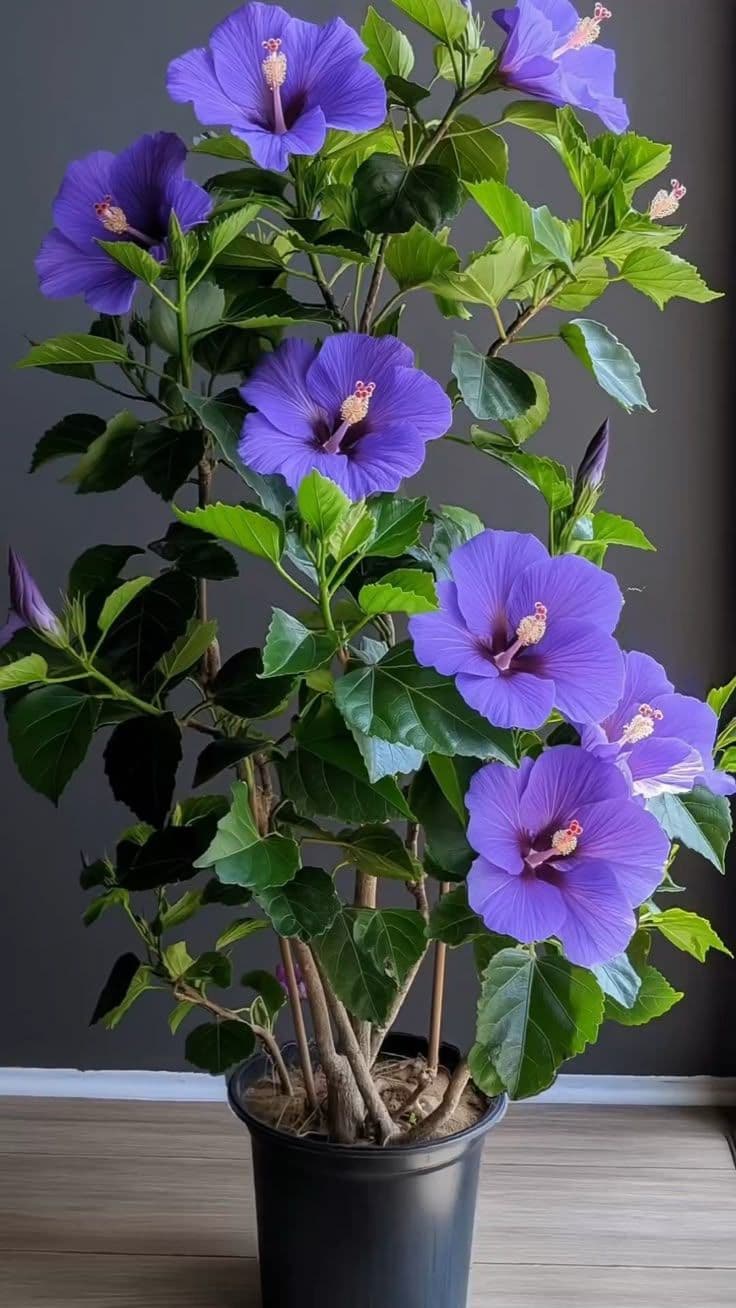 Hibiscus