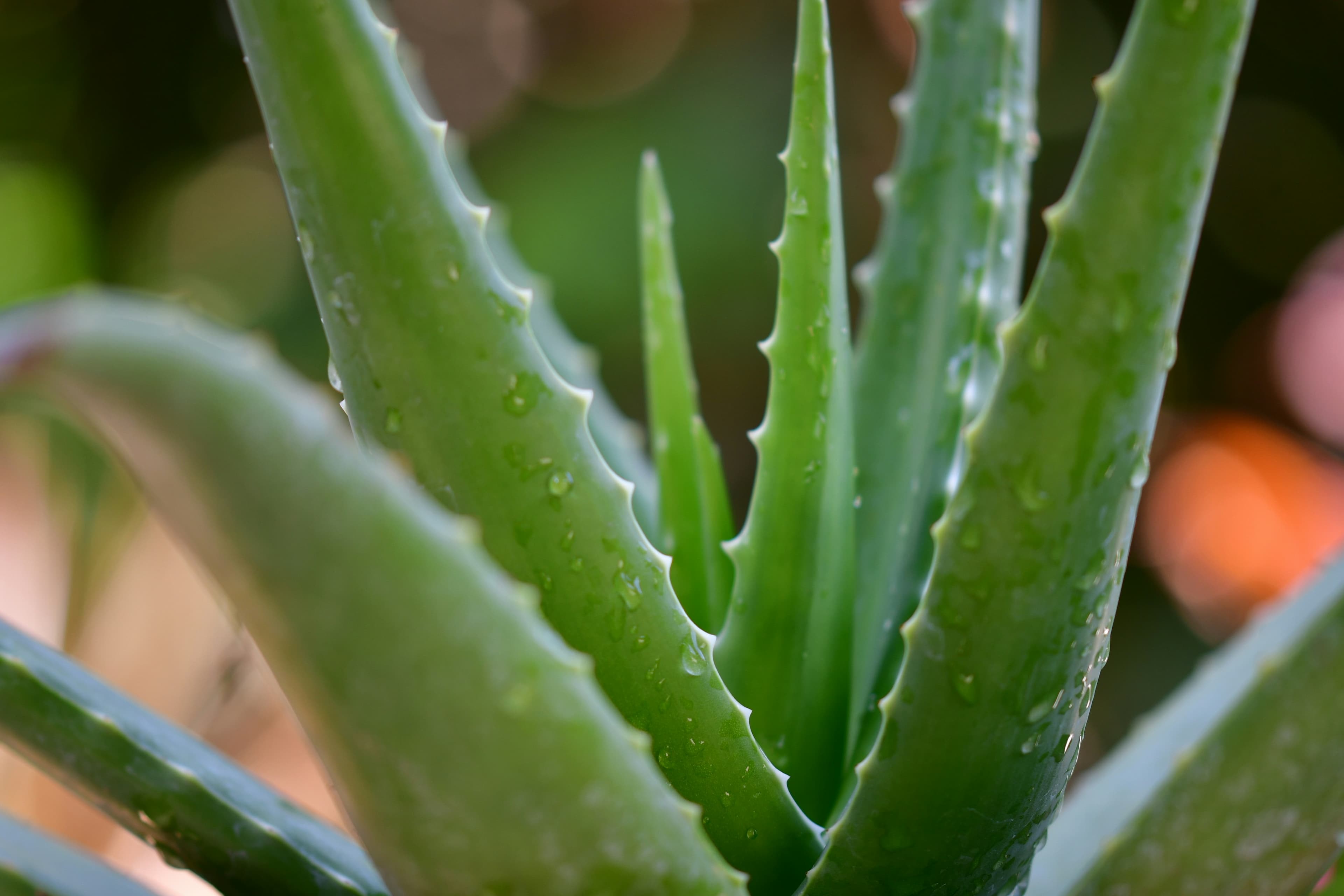 aloe-vera-plant